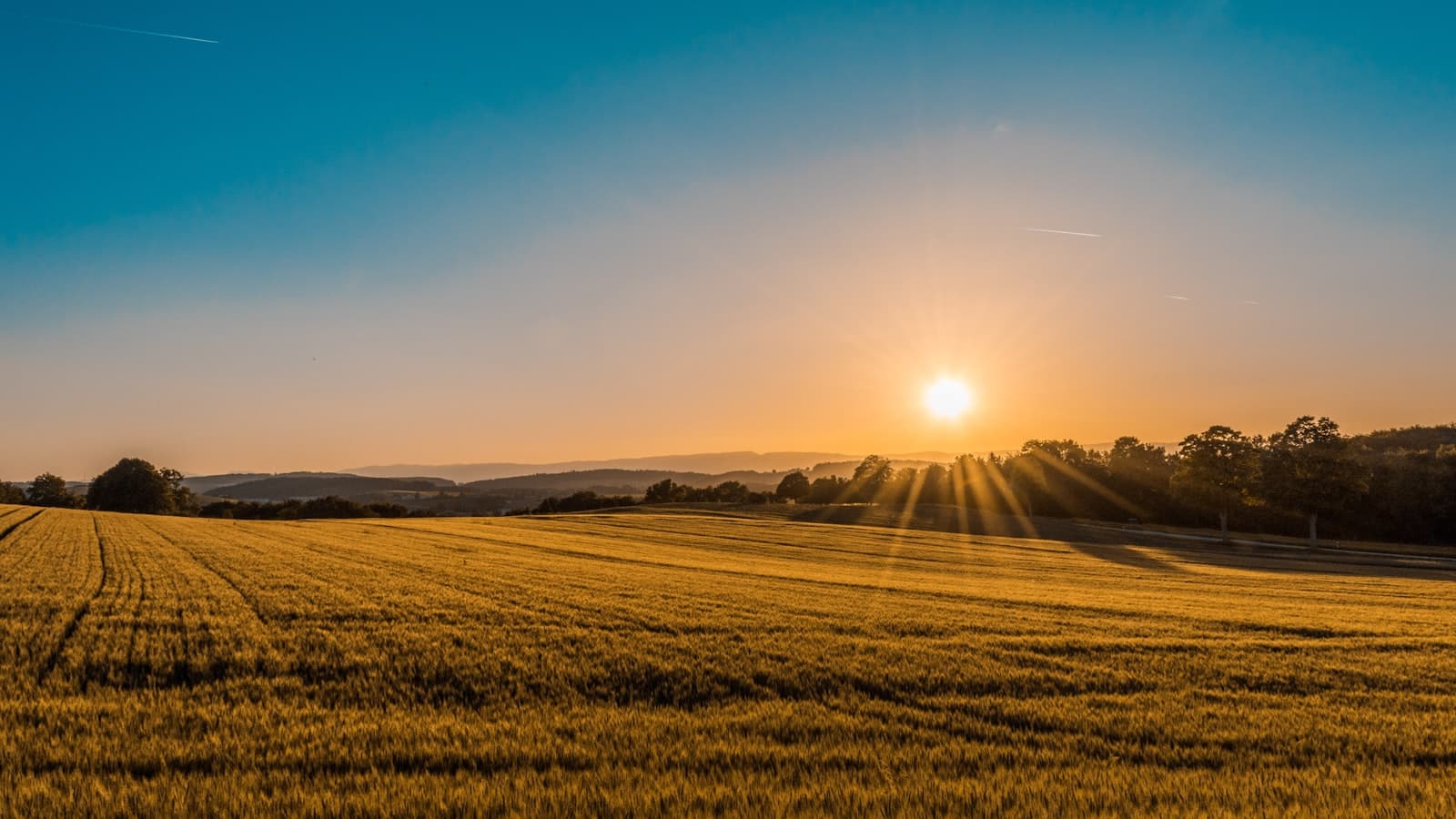 Cultivated fields during the growing season